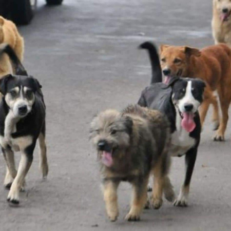 Advierten sobre el fuerte impacto de los perros sueltos en la biodiversidad y la salud de Ushuaia