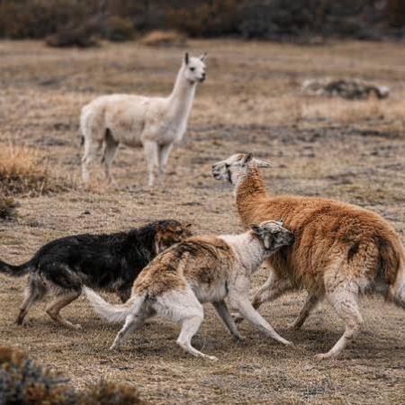 Propuesta para el control de perros sueltos y asilvestrados en Tierra del Fuego