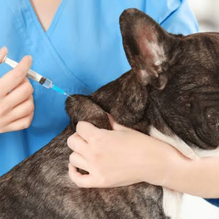 Rabia: perros y gatos pueden vacunarse gratis hasta el 3 de octubre