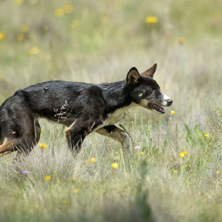 Chile debate autorizar la caza de perros asilvestrados: la polémica que divide al país